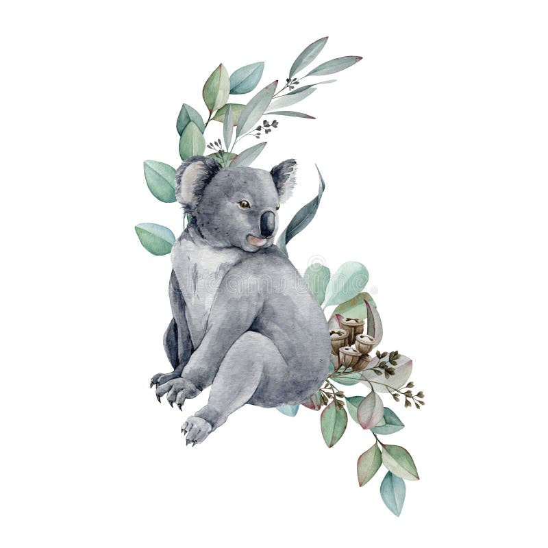 Koala Bear Watercolor Illustration. Grey Wild Australia Endemic Furry Animal  with Eucalyptus Leaves Stock Illustration - Illustration of draw, branch:  231468200