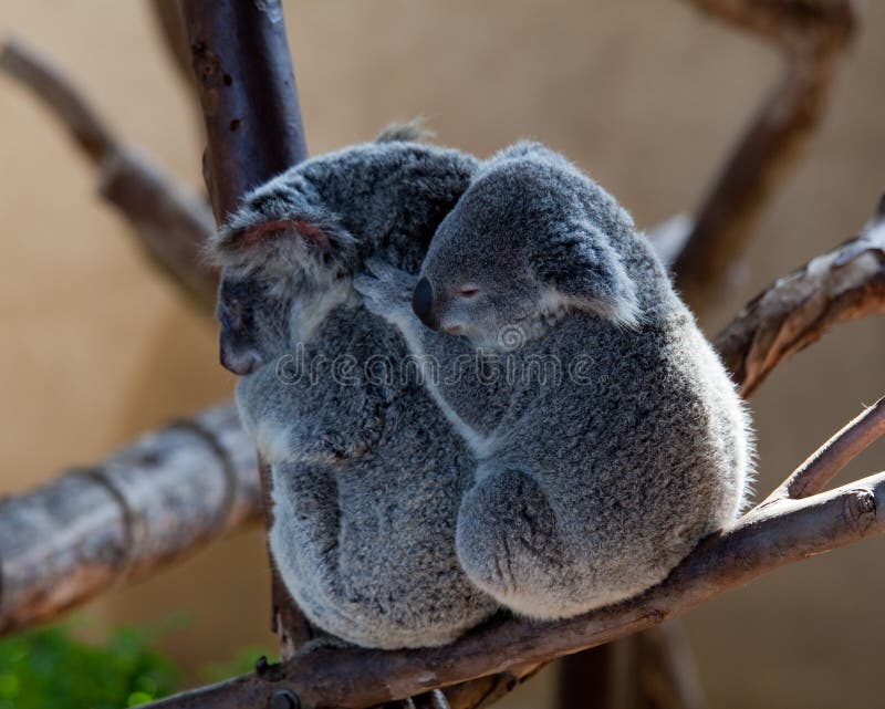 Koala Bears Cuddling On A Branch Stock Image Image 14568327