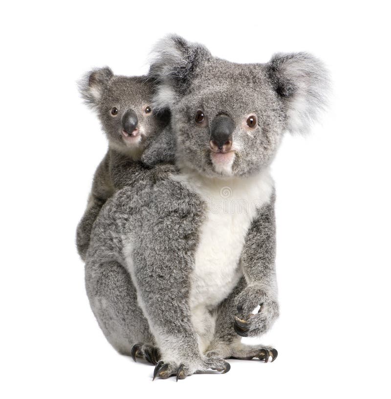 31,000+ Koala Bear Stock Photos, Pictures & Royalty-Free Images