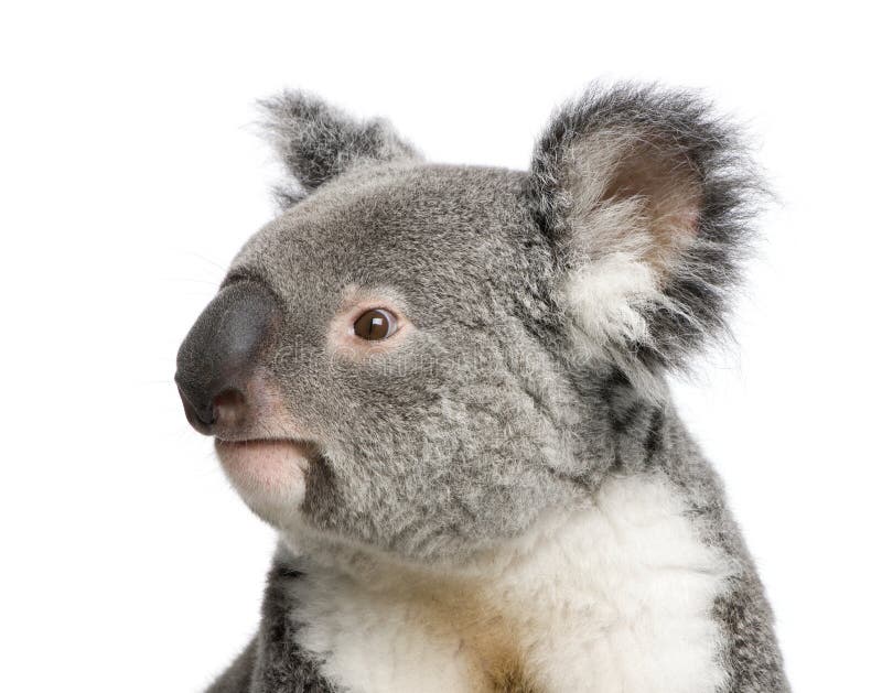 Koala bears in front of a white background