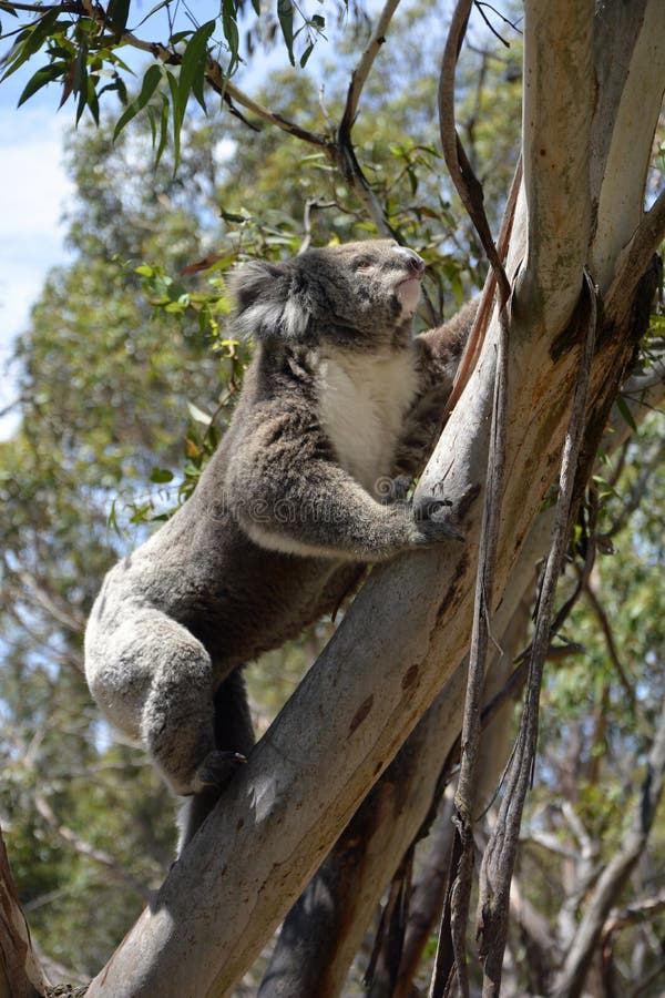 Koala Climbing Tree Stock Photos Download 461 Royalty Free Photos