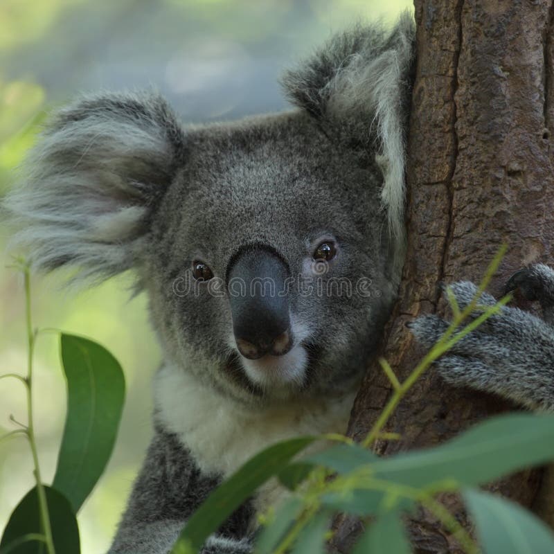 Koala stock photo. Image of herbivore, fuzzy, ears, food 46282250
