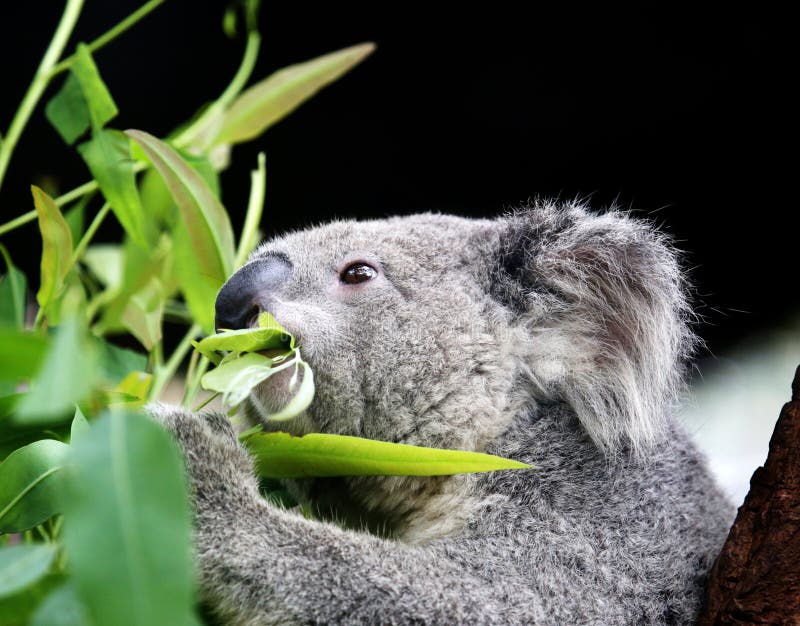 Koala stock image. Image of hold, lone, brisbane, herbivore 32940327
