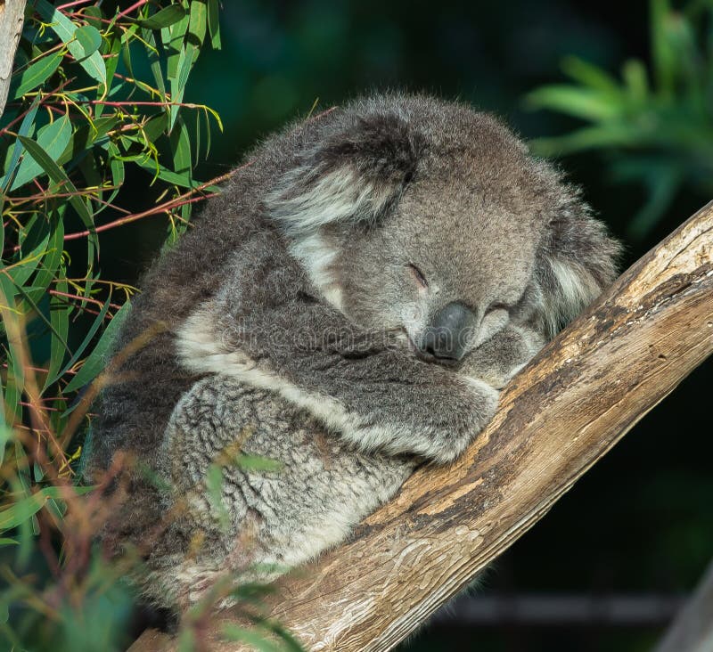 Koala el dormir imagen de archivo Koala el dormir imagen de archivo