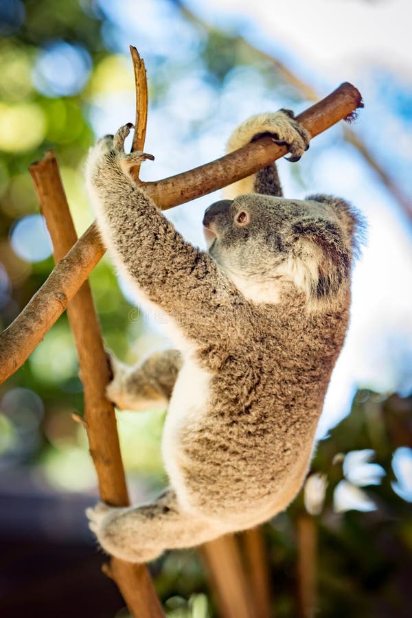 The Koala Is Climbing Up A Tree Stock Image Image of koala, bear