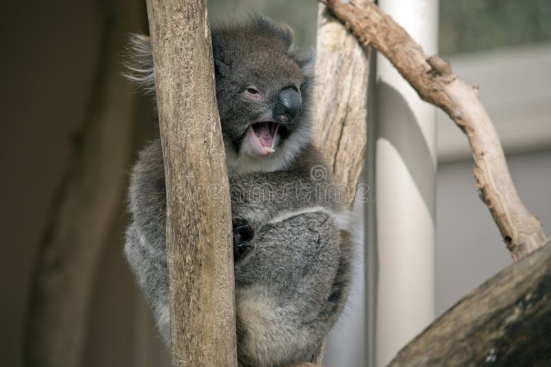 The Koala Has His Mouth Open Showing Its Teeth Stock Image Image of