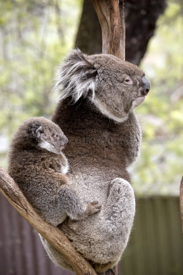 Koala and joey stock image. Image of claws, black, brown 104153889
