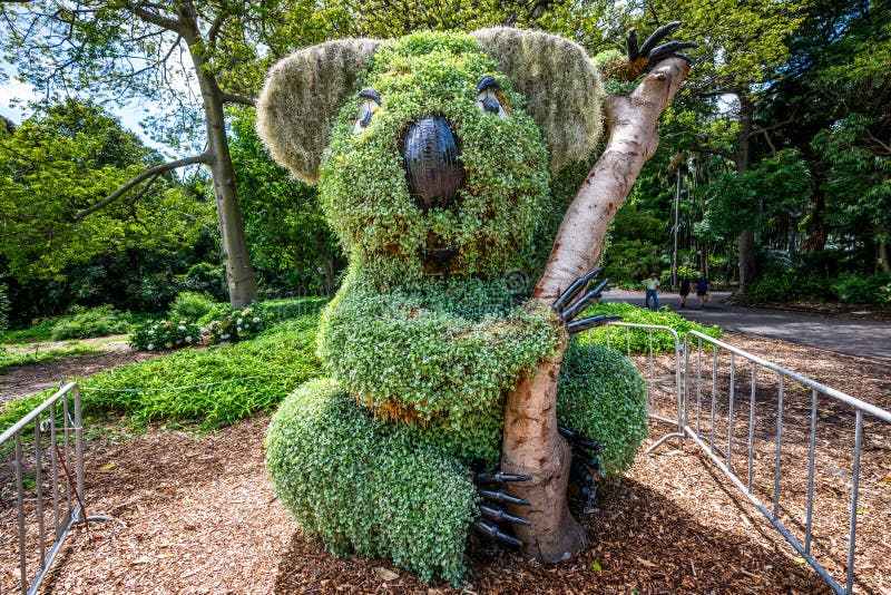 Koala kształtował krzaka w Królewskim ogródzie botanicznym w Sydney Australia