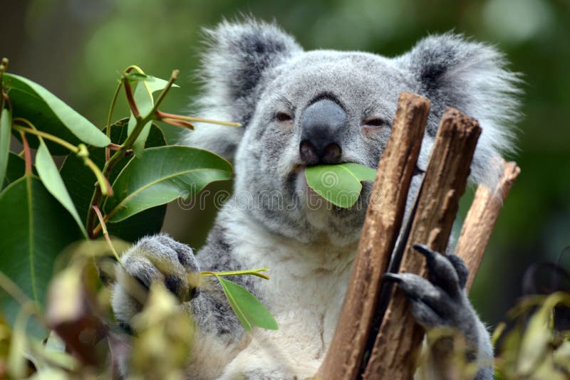 Koala at Lone Pine Sanctuary in Brisbane, Australia