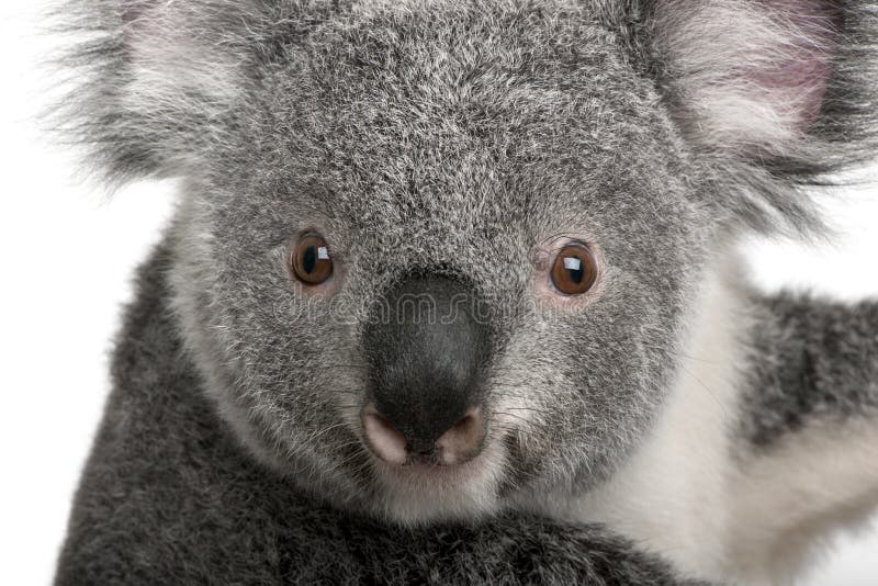 Koala novo, cinereus do Phascolarctos, 14 meses