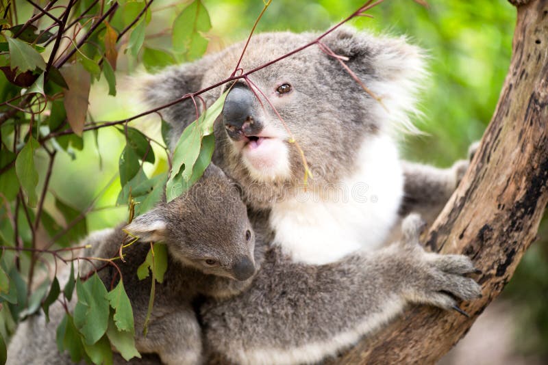 Koala och känguruunge closeup arkivbild Koala och känguruunge closeup arkivbild