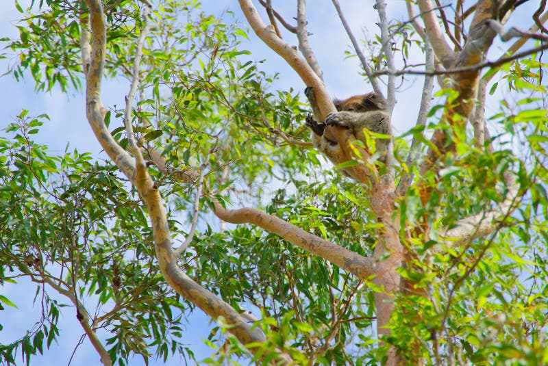Koala in Perth stock image. Image of animal, plant, brown 94522533