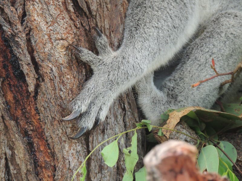 Koala Claws Showing Two Thumbs on the One Hand Stock Image Image of