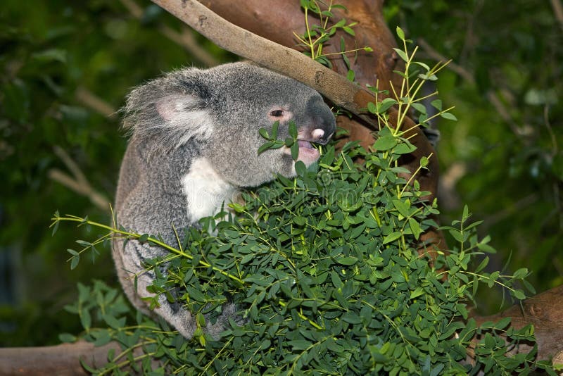 Koala Phascolarctos Cinereus Hojas De Eucalipto Macho Imagen de archivo