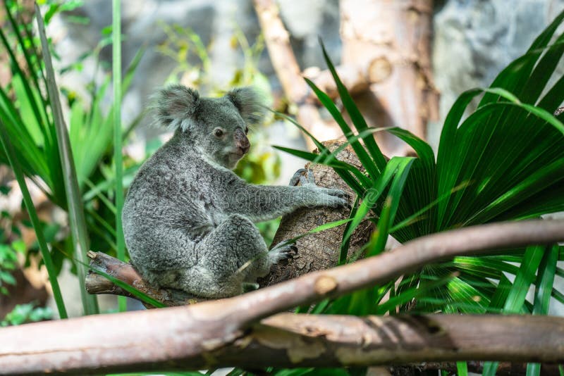 The koala, Phascolarctos cinereus, or, inaccurately, koala bear is an arboreal herbivorous marsupial native to Australia.