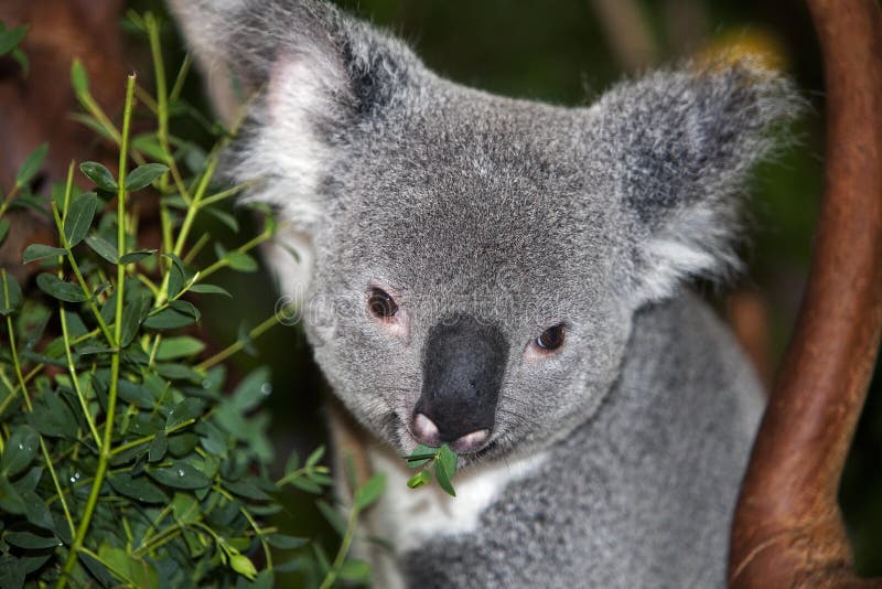 Koala, Phascolarctos Cinereus, Male Eating Bamboo Stock Image Image