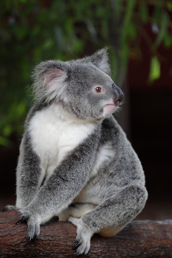 Koala (Phascolarctos cinereus) royalty free stock images Koala (Phascolarctos cinereus) royalty free stock images