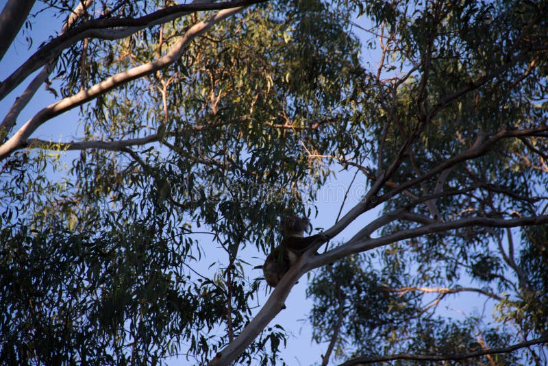 Koala s'?levant sur le dessus d'un arbre d'eucalyptus photos stock Koala s'?levant sur le dessus d'un arbre d'eucalyptus photos stock