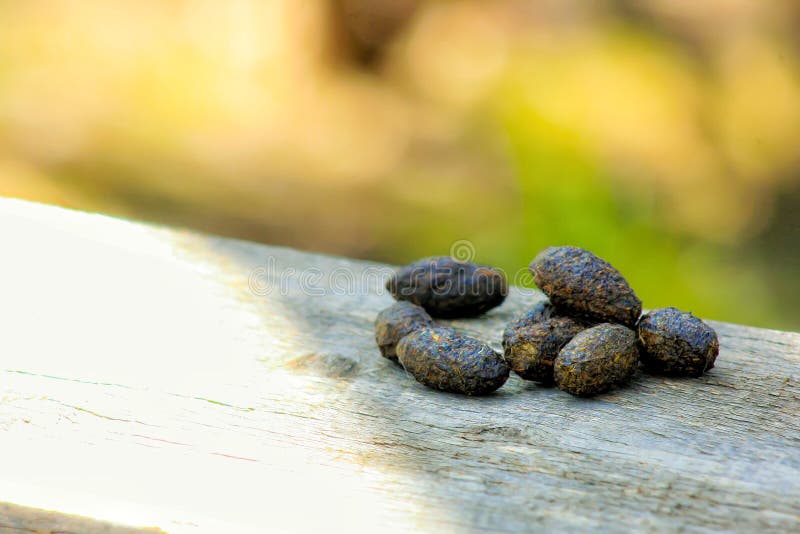 Koala& x27;s poop royalty free stock photos Koala& x27;s poop royalty free stock photos
