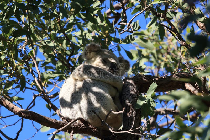 A Koala sits in a tree on Magnetic Island, Australia stock images A Koala sits in a tree on Magnetic Island, Australia stock images