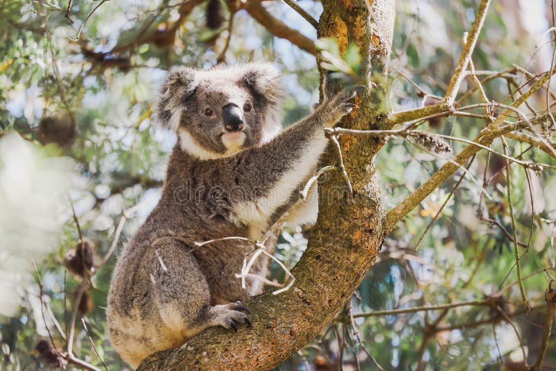 Koala Sitting in Gum Tree in Australian Bush Stock Image Image of
