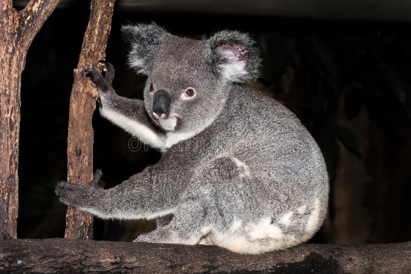 594 Funny Koala Stock Photos - Free & Royalty-Free Stock Photos from  Dreamstime