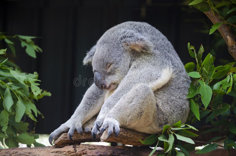 Koala sleeping on a tree , Australia