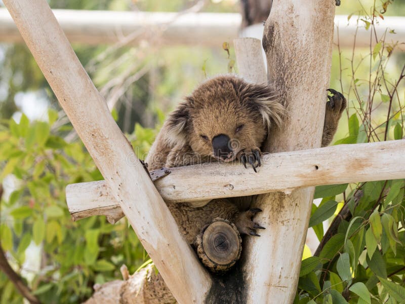 koala tours izrael