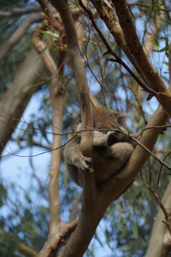 Koala in the Tree, Australia Stock Photo Image of closeup, wildlife