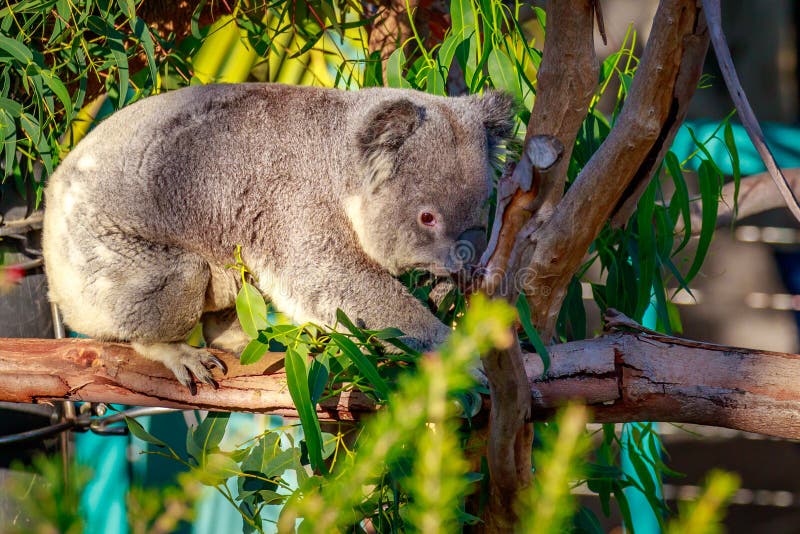 Koala on Tree branch stock photo. Image of outdoors, cinereus 65351820