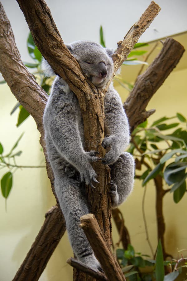 Sleeping koala bear stock image. Image of fauna, australia 261432697