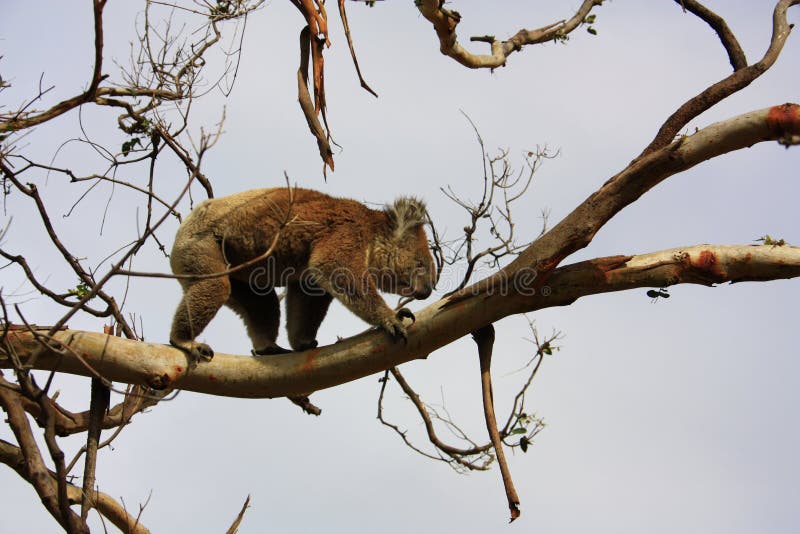 208 Care Koala Stock Photos Free & RoyaltyFree Stock Photos from Dreamstime