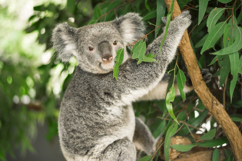 Le Migliori Offerte Portachiavi Koala Online - Fino A 71% Di - Foto 5