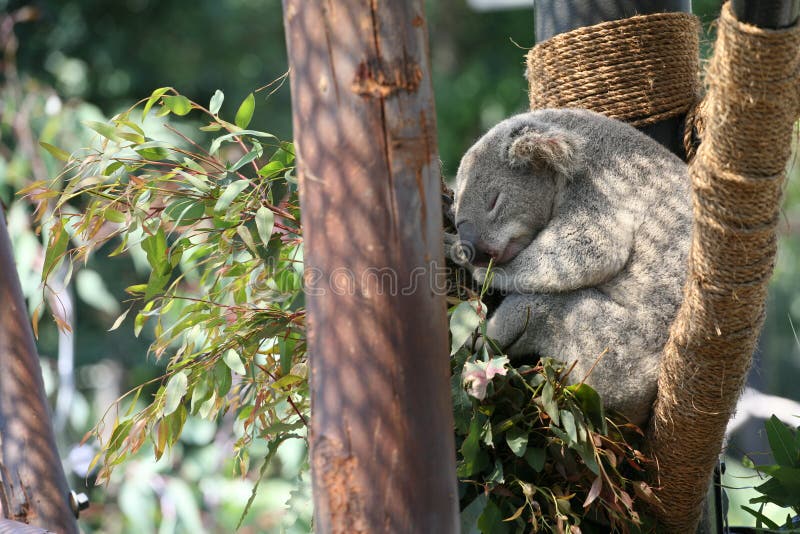 Koala in usa editorial image. Image of animals, ball 33037640