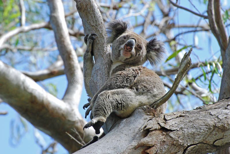 A Koala wild free on Stradbroke Island Australia stock photos