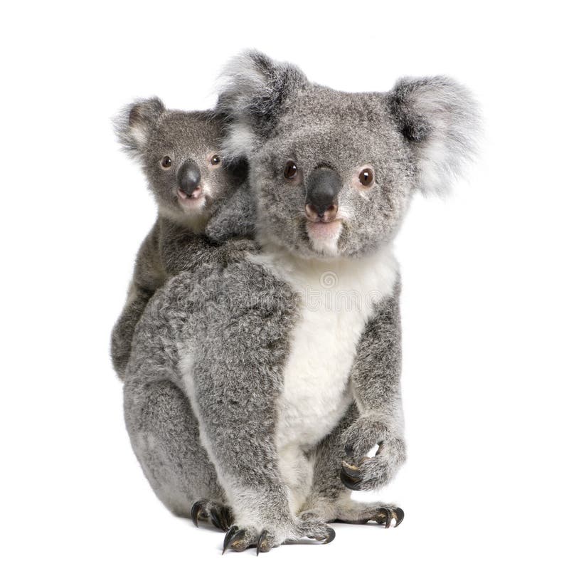 Koalabären vor einem weißen Hintergrund