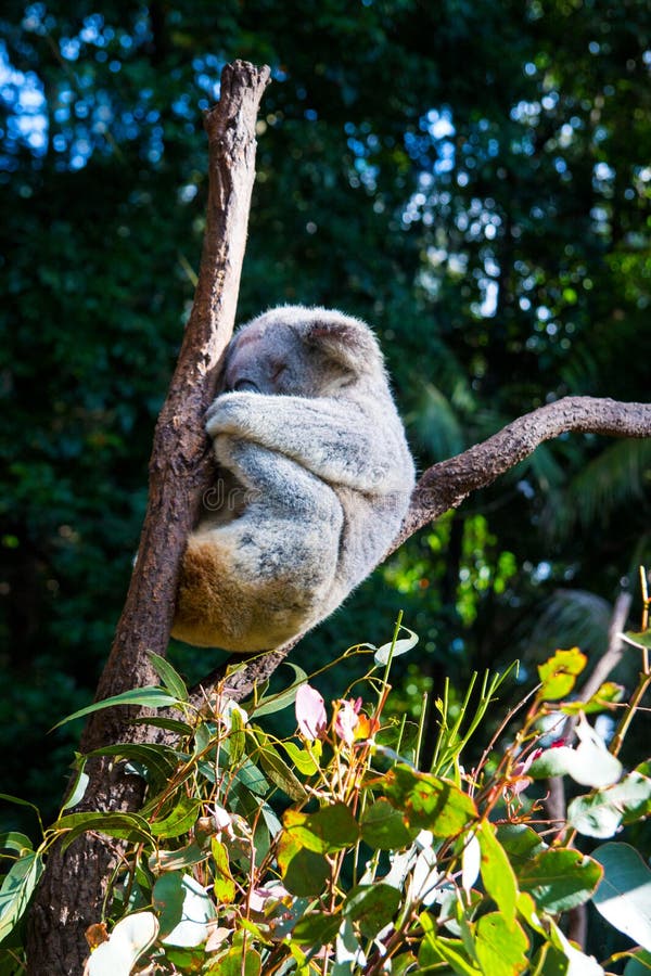 Koalaslaap tussen twee houten lidmaten in het Australische behoudsbos, Phascolarctos-cinereus stock fotografie Koalaslaap tussen twee houten lidmaten in het Australische behoudsbos, Phascolarctos-cinereus stock fotografie