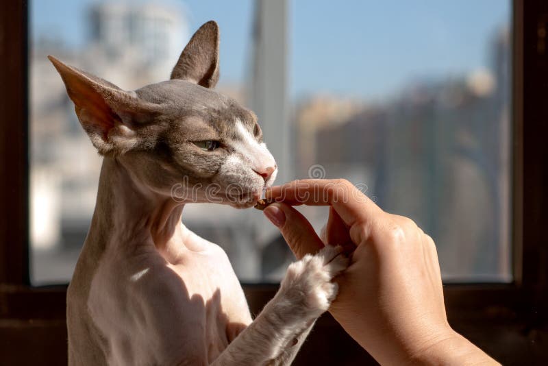 Woman feeds pet Canadian sphinx cat feline dry food.  The cat gently holded mistress`s paws. Woman feeds pet Canadian sphinx cat feline dry food.  The cat gently holded mistress`s paws