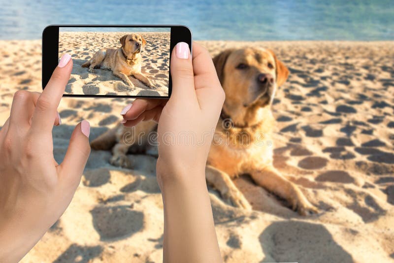 Kobiet ręki z mobilnym telefonem komórkowym brać fotografię labradora psa lying on the beach na plaży zdjęcie royalty free Kobiet ręki z mobilnym telefonem komórkowym brać fotografię labradora psa lying on the beach na plaży zdjęcie royalty free
