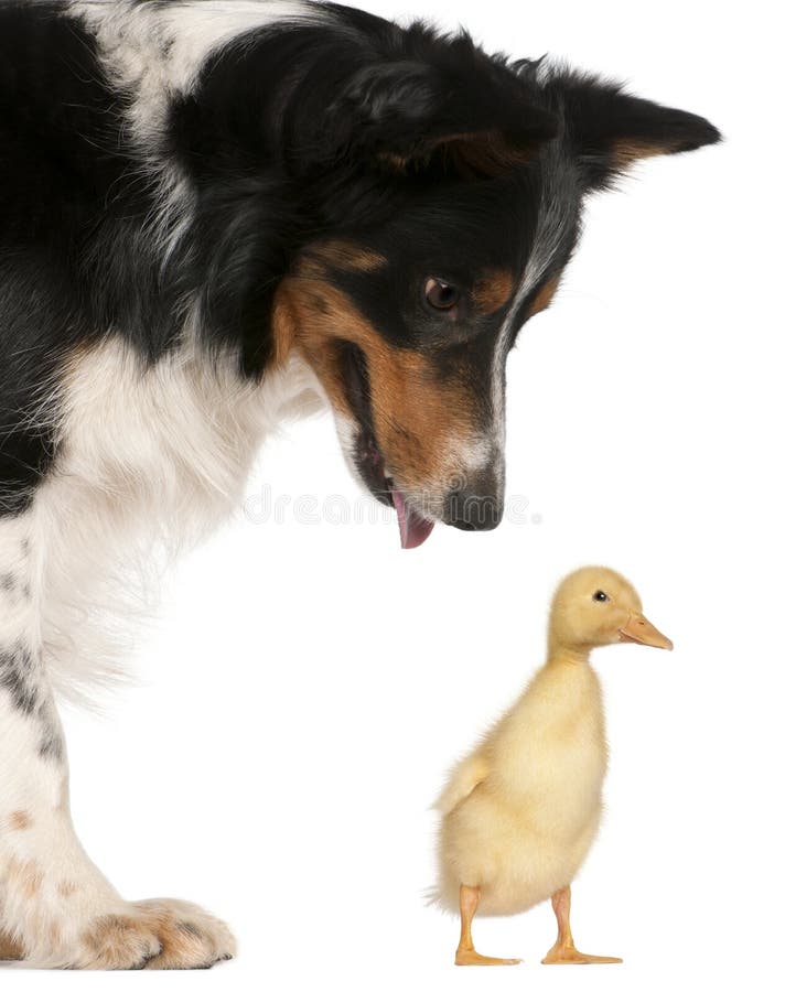 Female Border Collie, 3 years old, looking at a domestic duckling, 1 week old, in front of white background. Female Border Collie, 3 years old, looking at a domestic duckling, 1 week old, in front of white background