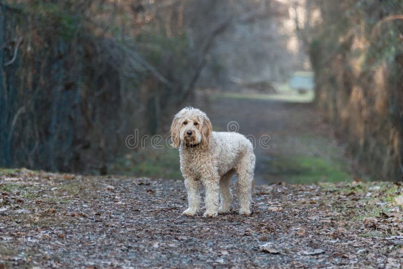 The Mini Goldendoodle F1b is a 1/4 Golden Retriever and 3/4 Mini Poodle cross. These dogs will have a higher success rate for non-shedding, and are recommended for families with severe allergies. The Mini Goldendoodle F1b is a 1/4 Golden Retriever and 3/4 Mini Poodle cross. These dogs will have a higher success rate for non-shedding, and are recommended for families with severe allergies.