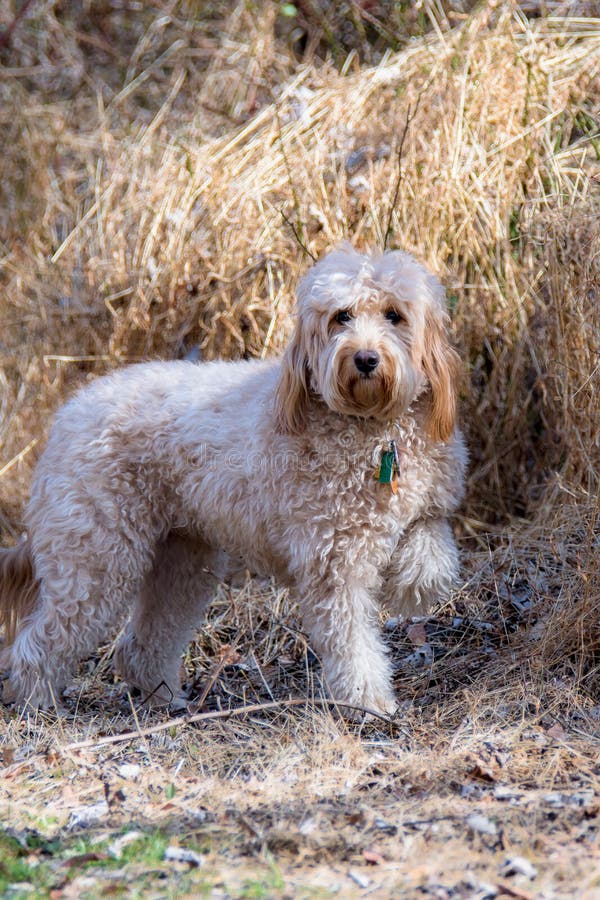 The Mini Goldendoodle F1b is a 1/4 Golden Retriever and 3/4 Mini Poodle cross. These dogs will have a higher success rate for non-shedding, and are recommended for families with severe allergies. The Mini Goldendoodle F1b is a 1/4 Golden Retriever and 3/4 Mini Poodle cross. These dogs will have a higher success rate for non-shedding, and are recommended for families with severe allergies.