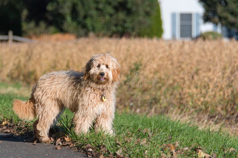 The Mini Goldendoodle F1b is a 1/4 Golden Retriever and 3/4 Mini Poodle cross. These dogs will have a higher success rate for non-shedding, and are recommended for families with severe allergies. The Mini Goldendoodle F1b is a 1/4 Golden Retriever and 3/4 Mini Poodle cross. These dogs will have a higher success rate for non-shedding, and are recommended for families with severe allergies.