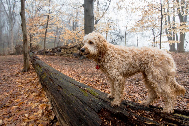 The Mini Goldendoodle F1b is a 1/4 Golden Retriever and 3/4 Mini Poodle cross. These dogs will have a higher success rate for non-shedding, and are recommended for families with severe allergies. The Mini Goldendoodle F1b is a 1/4 Golden Retriever and 3/4 Mini Poodle cross. These dogs will have a higher success rate for non-shedding, and are recommended for families with severe allergies.