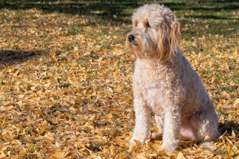 The Mini Goldendoodle F1b is a 1/4 Golden Retriever and 3/4 Mini Poodle cross. These dogs will have a higher success rate for non-shedding, and are recommended for families with severe allergies. The Mini Goldendoodle F1b is a 1/4 Golden Retriever and 3/4 Mini Poodle cross. These dogs will have a higher success rate for non-shedding, and are recommended for families with severe allergies.