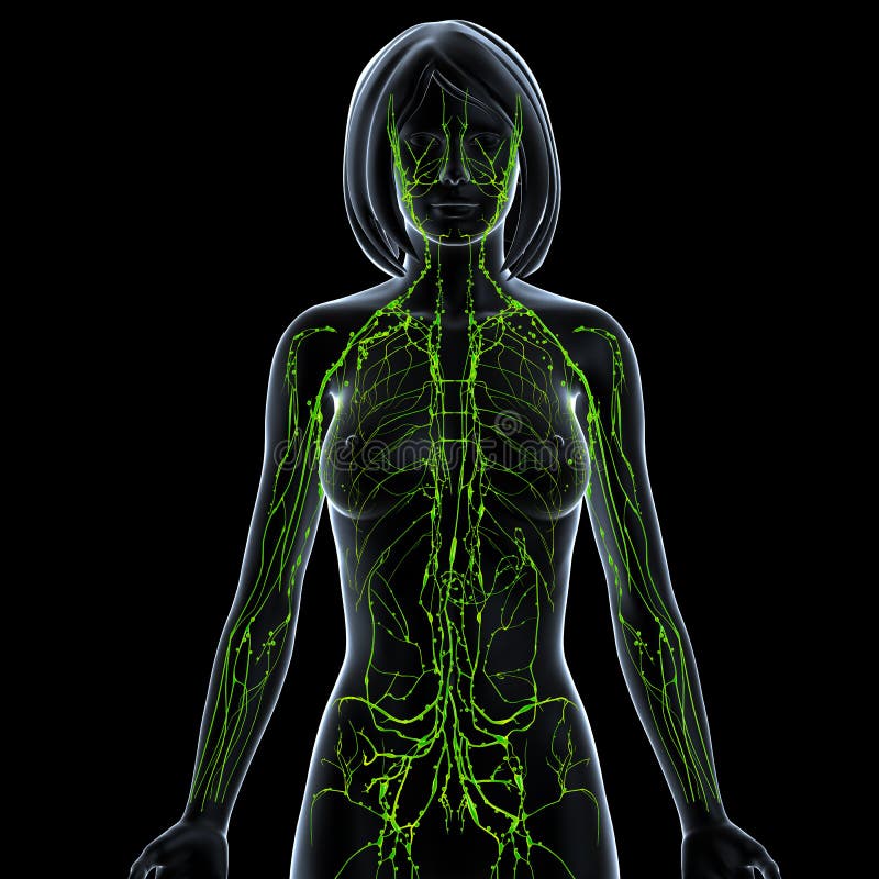 Kobieta przejrzysty limfatyczny system