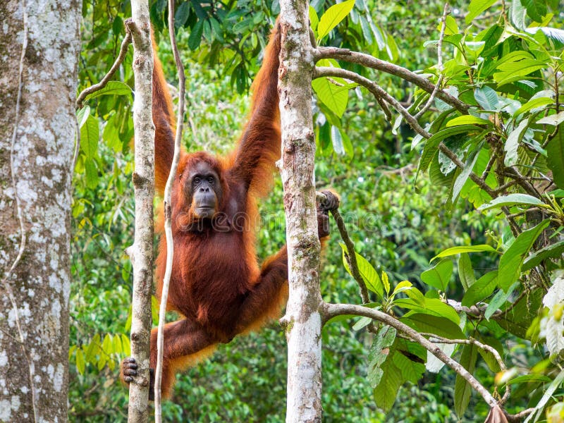 Kobiety Borneo Orangutan przy Semenggoh rezerwatem przyrody, Kuching fotografia royalty free Kobiety Borneo Orangutan przy Semenggoh rezerwatem przyrody, Kuching fotografia royalty free