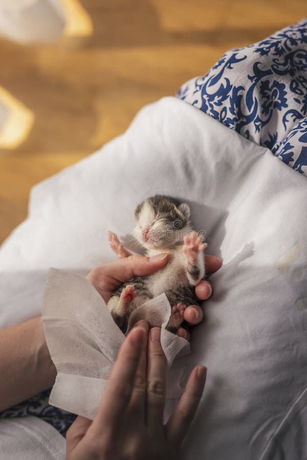 Detail of female hands massaging orphan kittens belly to stimulate its bowel movements as a simulation of mother cat`s licking in order to stimulate urination and defecation. Detail of female hands massaging orphan kittens belly to stimulate its bowel movements as a simulation of mother cat`s licking in order to stimulate urination and defecation