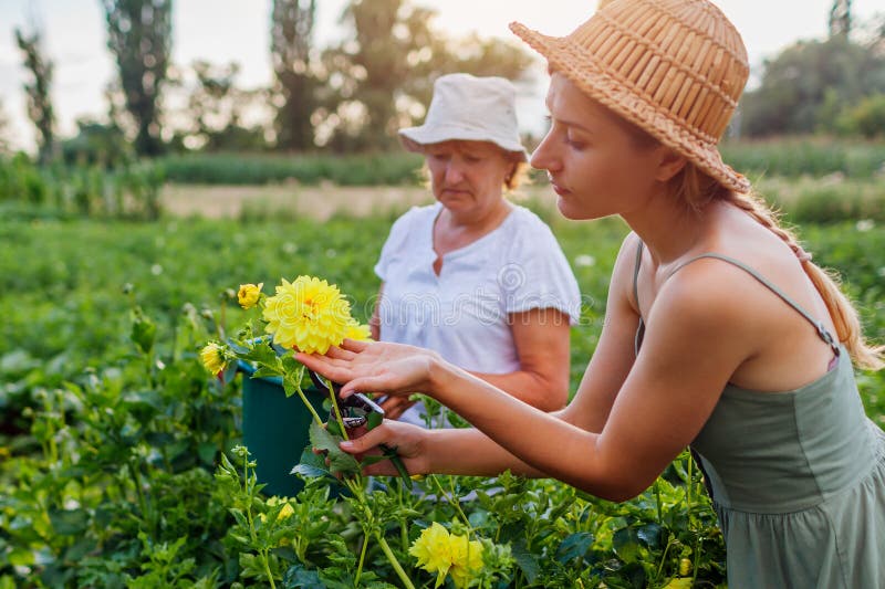Kobiety ogrodniczki wybierają świeże żółte dahlias w letnim ogrodzie za pomocą prunera. kwiaty cięte zdjęcie stock