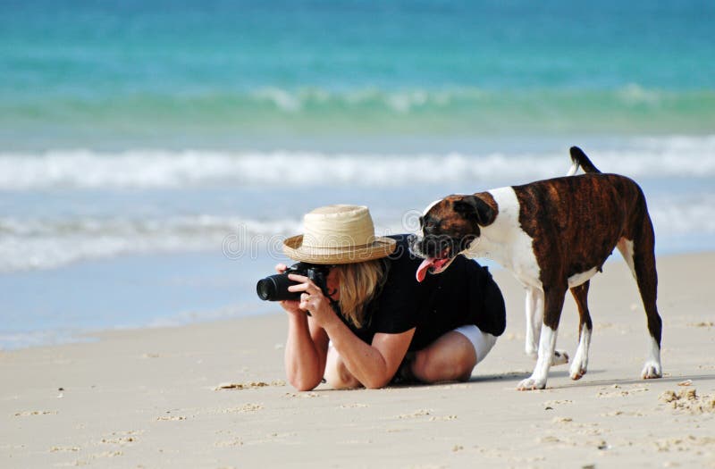 Enjoying a vacation together, a middle-aged woman with her pet pure bred Boxer dog taking photographs with a digital SLR camera on the beautiful white sandy beach of tropical Stradbroke Island off Brisbane, Australia. Enjoying a vacation together, a middle-aged woman with her pet pure bred Boxer dog taking photographs with a digital SLR camera on the beautiful white sandy beach of tropical Stradbroke Island off Brisbane, Australia.